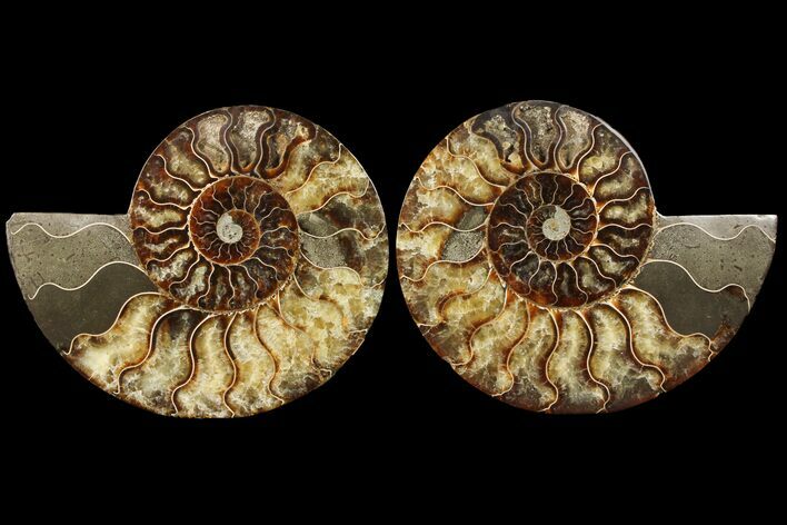 Cut & Polished Ammonite Fossil - Agatized #94196